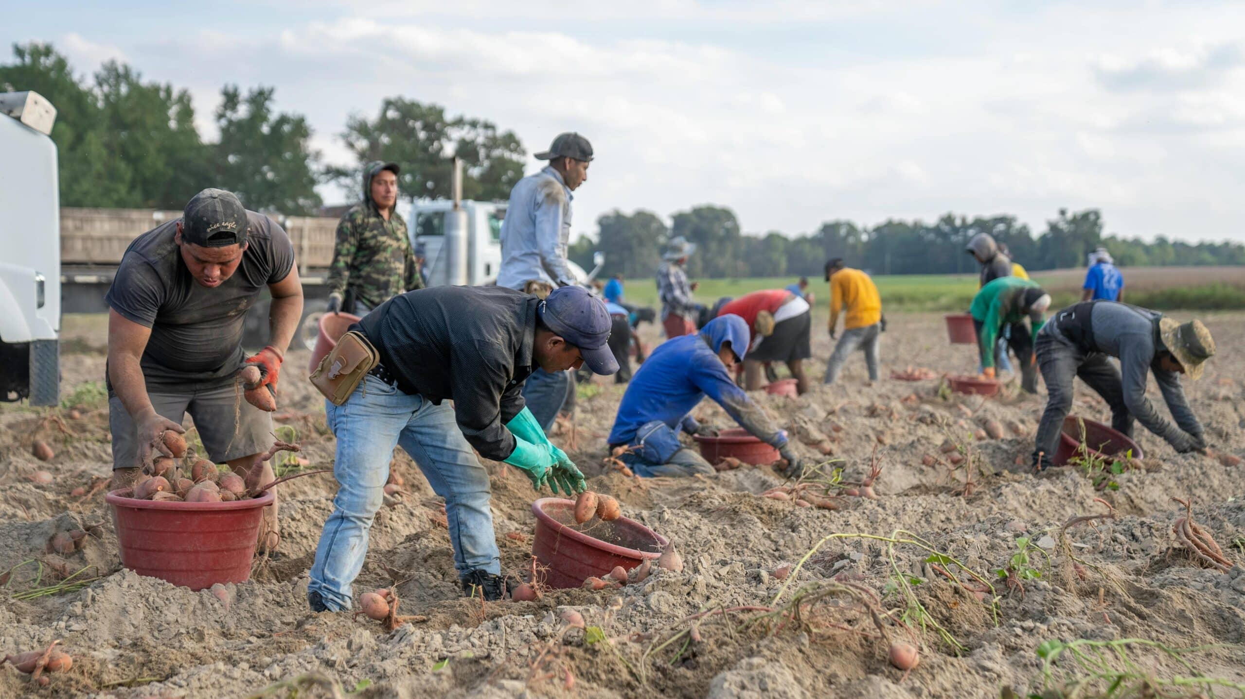 Picture of agriculture/farm workers on a field